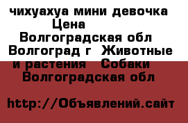 чихуахуа мини девочка › Цена ­ 8 500 - Волгоградская обл., Волгоград г. Животные и растения » Собаки   . Волгоградская обл.